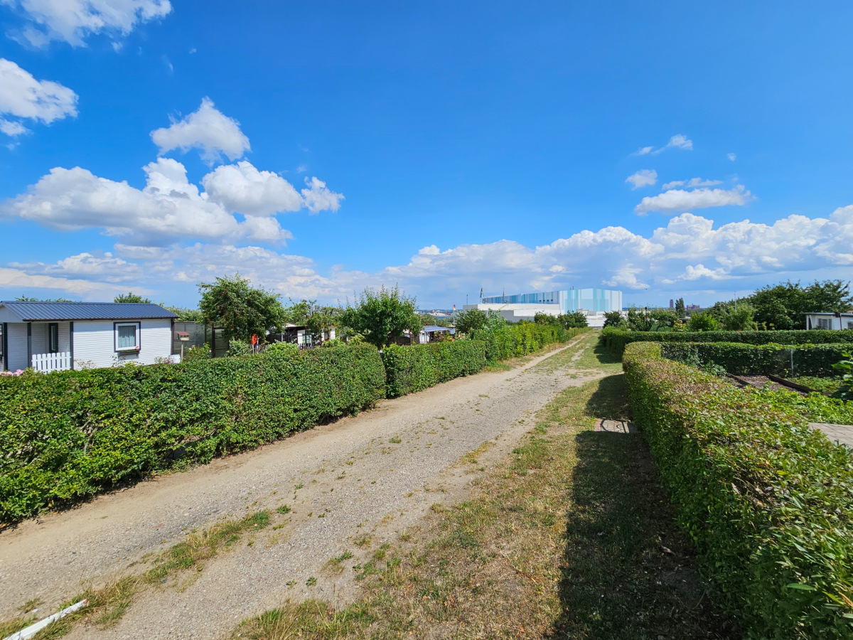 community garden allotment vegetables